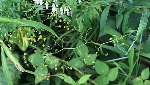 시호 (Bupleurum komarovianum)