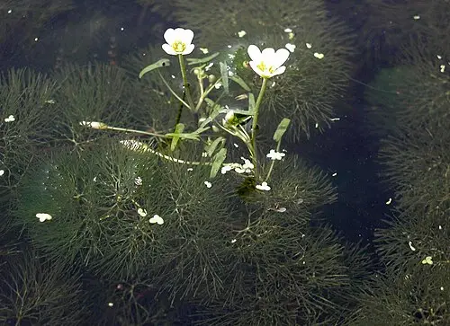 어항마름 (Cabomba caroliniana)