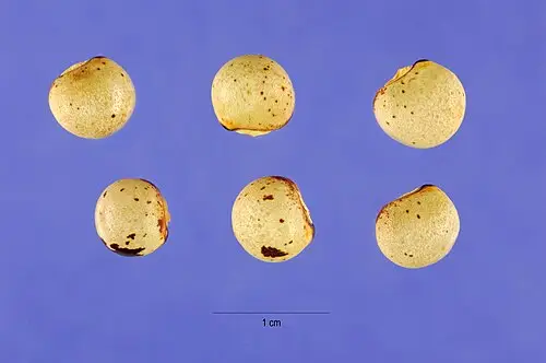 비둘기콩 (Cajanus cajan)
