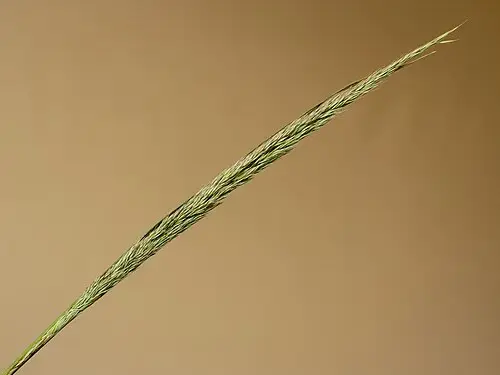 실새풀 (Calamagrostis arundinacea)