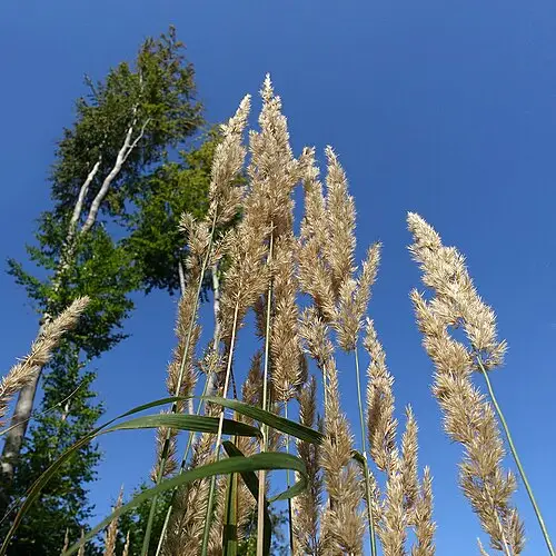산조풀 (Calamagrostis epigejos)