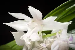 신안새우난초