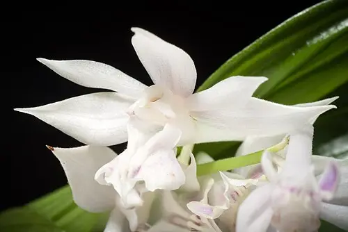 신안새우난초 (Calanthe aristulifera)