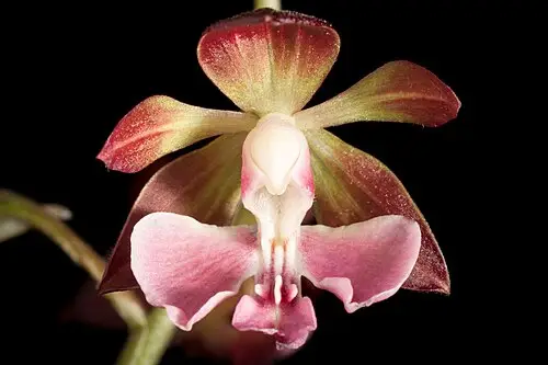 새우난초 (Calanthe discolor)