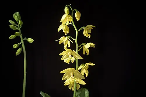 금새우난초 (Calanthe striata)