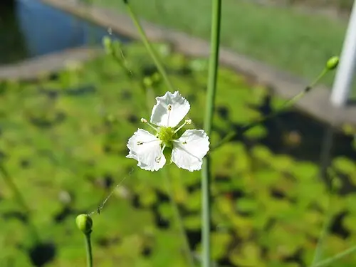 둥근잎택사 (Caldesia parnassifolia)