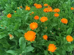 카렌듈라