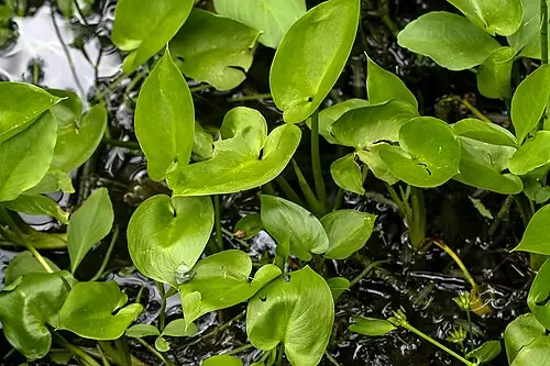 산부채 (Calla palustris)