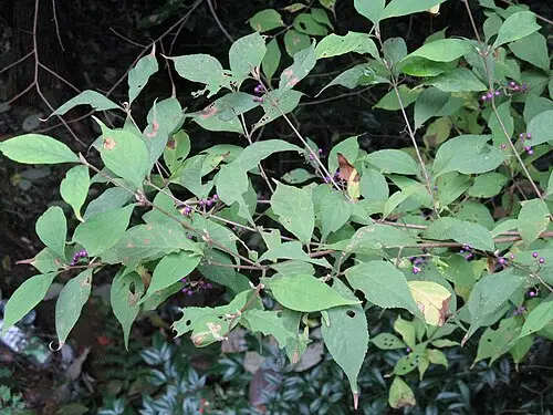 작살나무 (Callicarpa japonica)