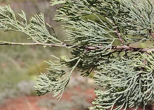 흰사이프러스소나무 (Callitris columellaris)