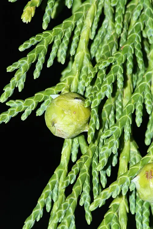 누트카사이프러스 (Callitropsis nootkatensis)