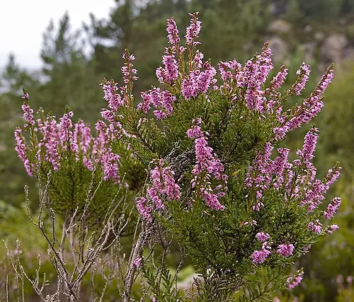 칼루나 (Calluna vulgaris)
