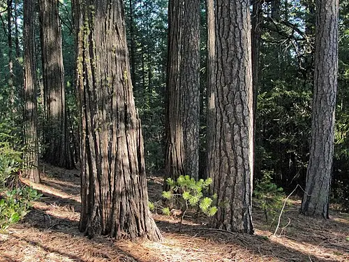 인센스시더 (Calocedrus decurrens)
