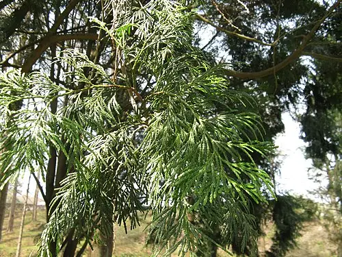 대만초남 (Calocedrus formosana)