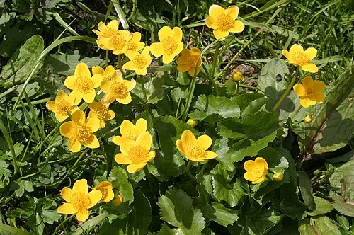 동의나물 (Caltha palustris)