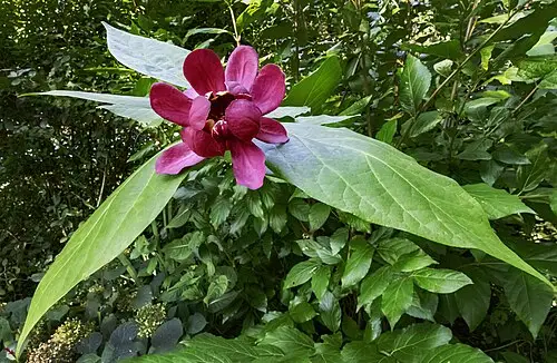 자주받침꽃 (Calycanthus floridus)