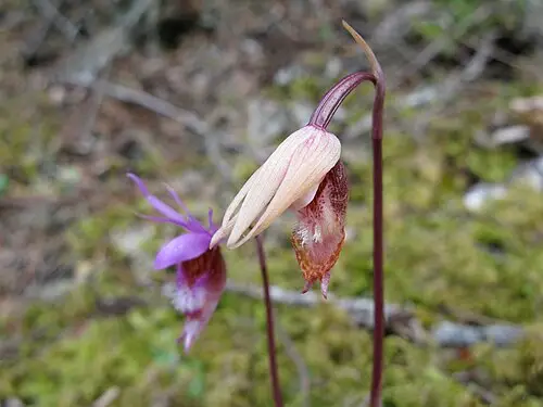풍선난초 (Calypso bulbosa)