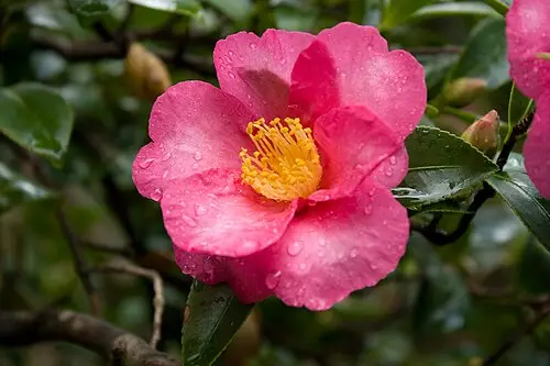 애기동백 (Camellia sasanqua)
