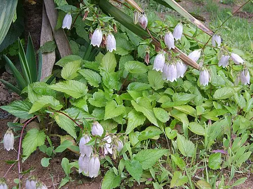 초롱꽃 (Campanula punctata)