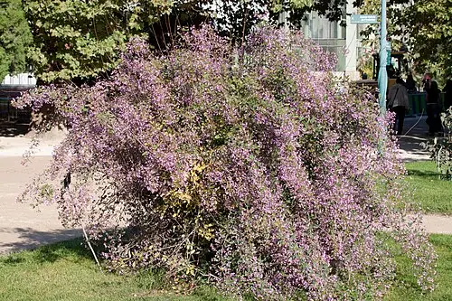 꽃싸리 (Campylotropis macrocarpa)