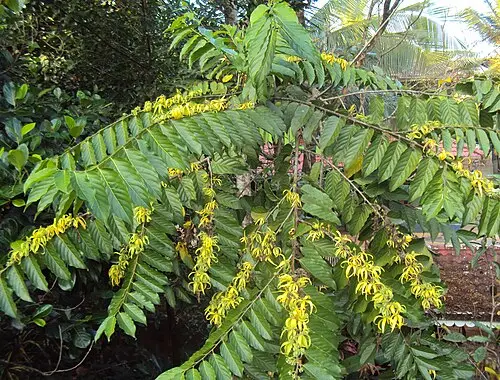 일랑일랑 (Cananga odorata)
