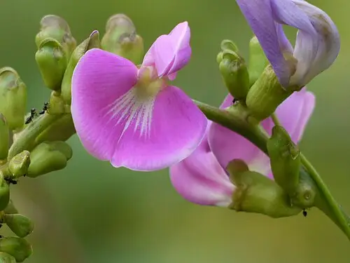 작두콩 (Canavalia gladiata)