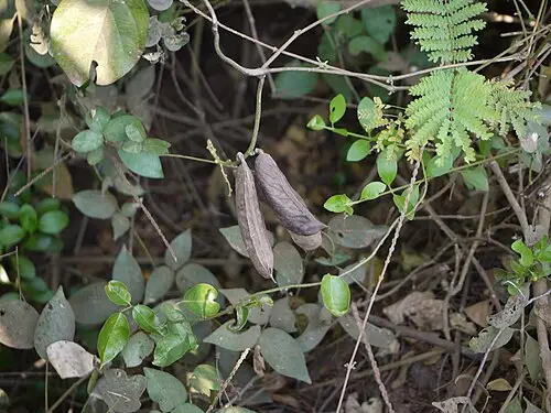 해녀콩 (Canavalia lineata)
