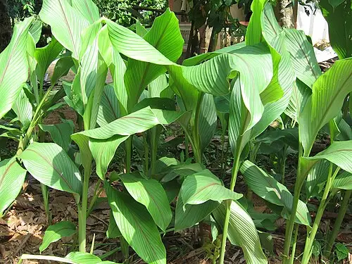 칸나 (Canna indica)