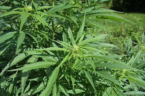 삼 (Cannabis sativa)
