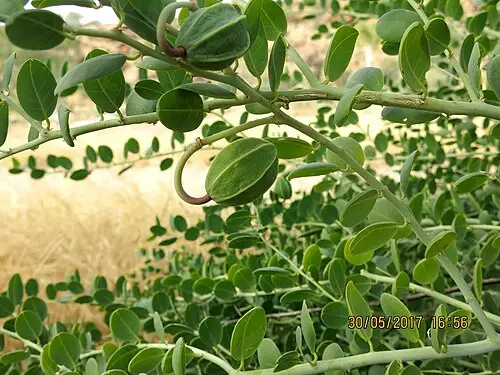 케이퍼 (Capparis spinosa)