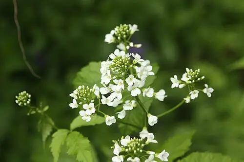 미나리냉이 (Cardamine leucantha)