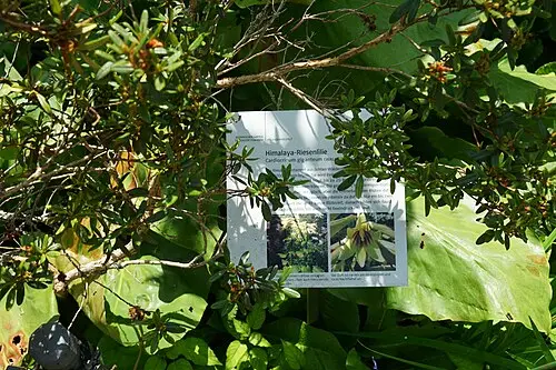 카르디오크리눔 기간테움 (Cardiocrinum giganteum)