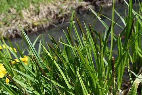 삿갓사초 (Carex dispalata)