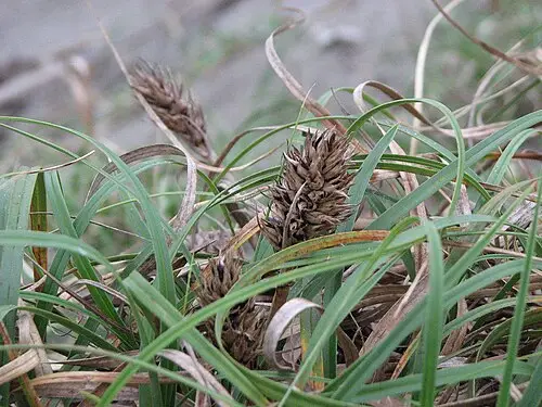 통보리사초 (Carex kobomugi)