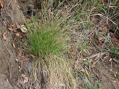 그늘사초 (Carex lanceolata)