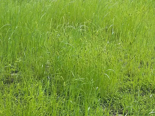괭이사초 (Carex neurocarpa)