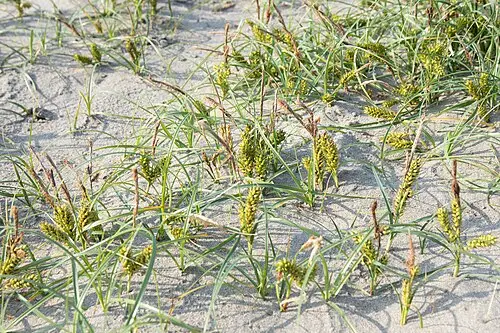 좀보리사초 (Carex pumila)