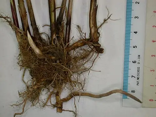 천일사초 (Carex scabrifolia)