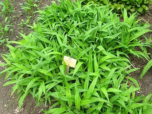 대사초 (Carex siderosticta)