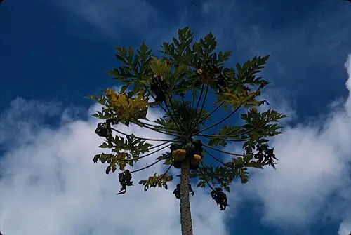 파파야 (Carica papaya)
