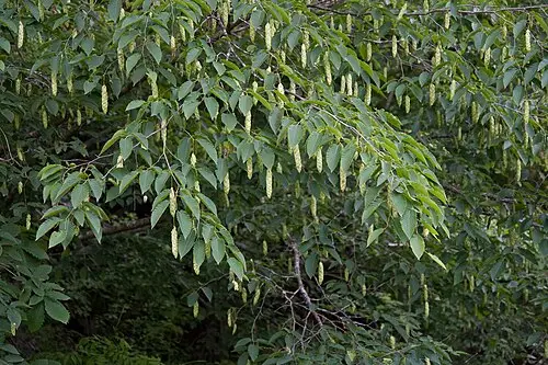 까치박달 (Carpinus cordata)