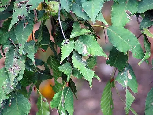 서어나무 (Carpinus laxiflora)