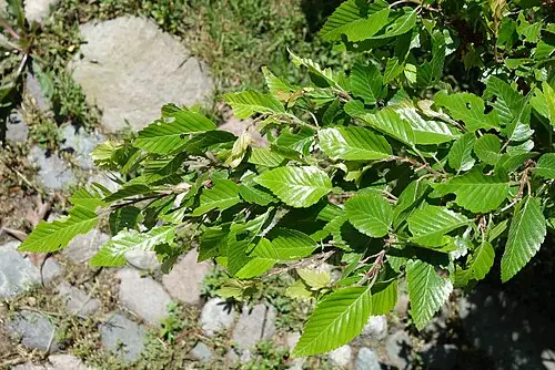 소사나무 (Carpinus turczaninovii)
