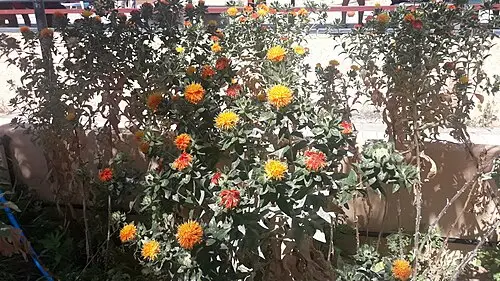 잇꽃 (Carthamus tinctorius)
