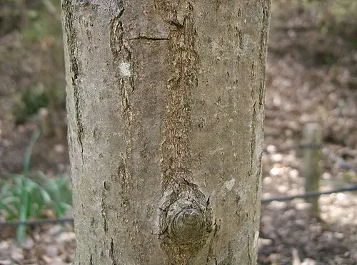 밤나무 (Castanea crenata)