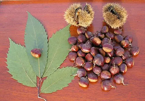 미국밤나무 (Castanea dentata)