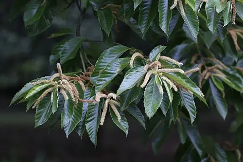 약밤나무 (Castanea mollissima)