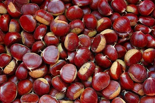 유럽밤나무 (Castanea sativa)