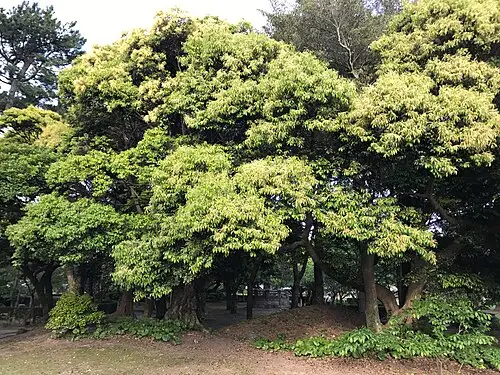 구실잣밤나무 (Castanopsis sieboldii)