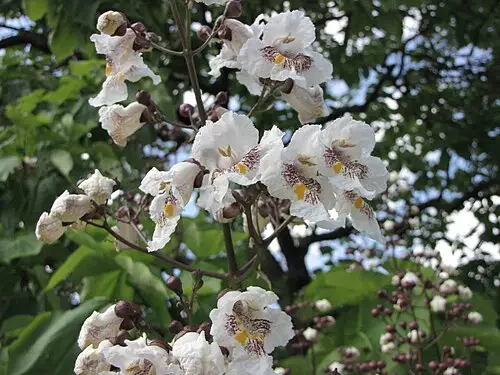 개오동 (Catalpa ovata)